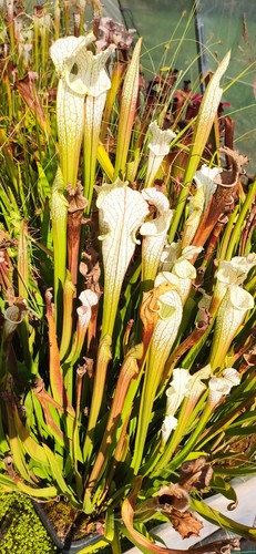 Leucophylla l34s miroslav srba - leucophylla,