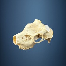575SKU Teschio di cervo