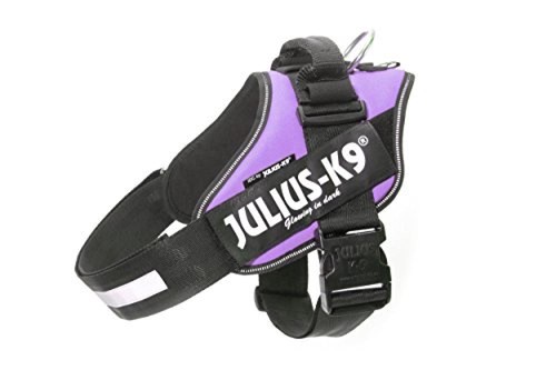 Julius 9 pettorina - 1), k-9