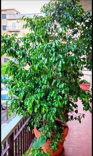 Ficus benjamin pianta - ficus,