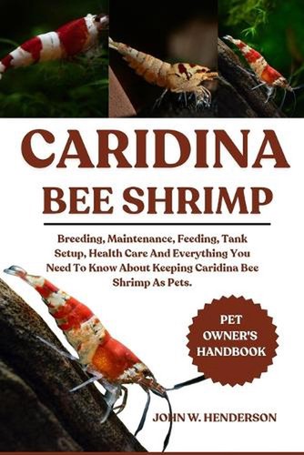 Caridina bee shrimp breeding - bee,