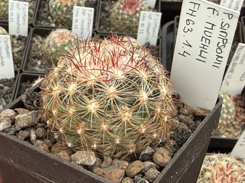Pediocactus simponii - , v
