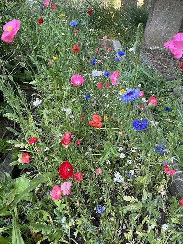 Wild flower habitat seeds - wild,