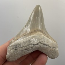 Megalodonte Dente Chubutensis