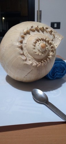 Conchiglia gigante - conchiglia,