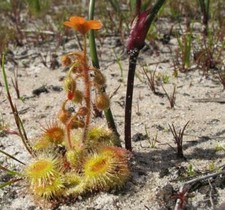 DROSERA GLANDULIGERA - 10 semi