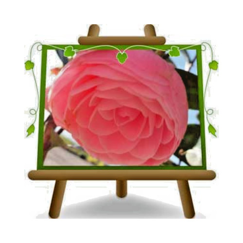 Camelia japonica rosa - camelia,
