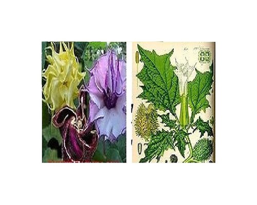 15x seltene datura bunt - datura,