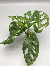 Monstera adansonii albo