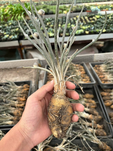 1pcs 3cm seedgroth - 3cm,