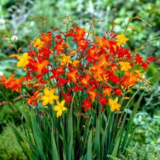 Bulbi di fiori di Montbretia