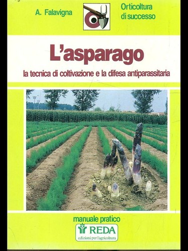 Asparago falavigna reda - l'asparago,
