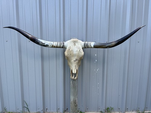 Longhorn teschio sterzo 4 - teschio, di