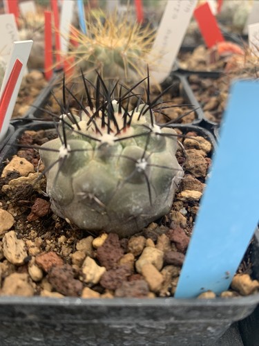 Copiapoa cinerea est - copiapoa,