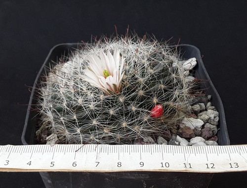 Mammillaria zephyranthoides