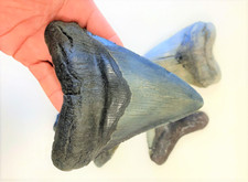 5 1/2 INCH REAL MEGALODON