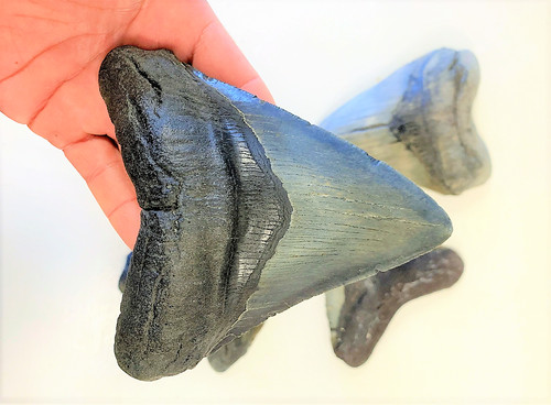 Pollice vero megalodonte - 1/2,