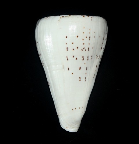 Conchiglia lithocono - conchiglia,