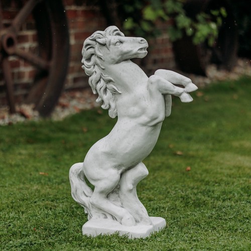 Cavallo stallone cavalla
