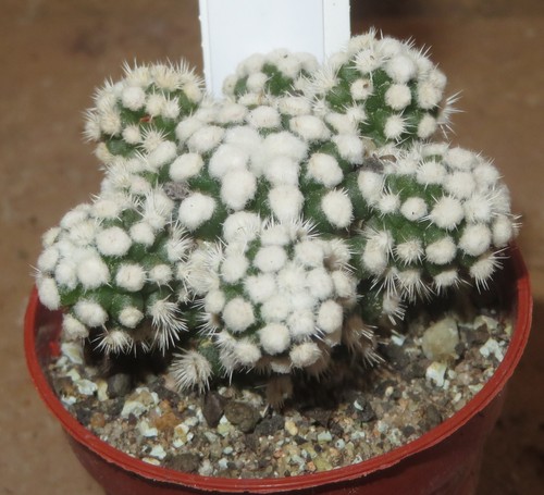 Mammillaria vetula ssp