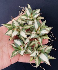 Rare agave titanota - rare!!,