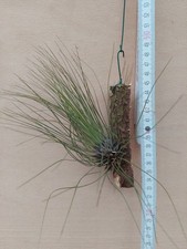 Tillandsia filifolia, rilegato