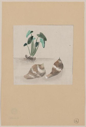 Satoimo taro patata - , pianta