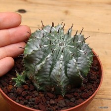 Euphorbia horrida snowflake Vaso 10 cm Cod.2307-5
