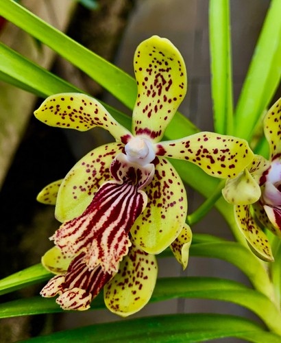 Vanda cristata ibrido - , nuovo