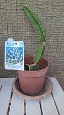 Pianta Pitaya Dragon Fruit Radicata