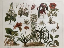 Grafica originale Flora