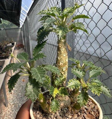 Dorstenia horwoodii variegata