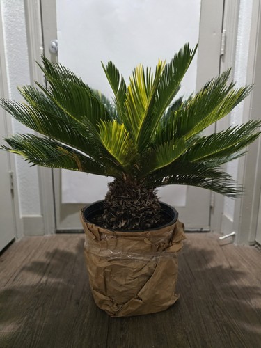 Incredibly rare cycas - rare, revoluta