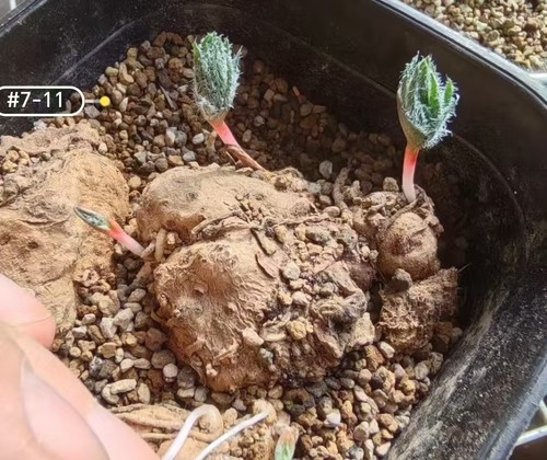 Pianta rara cactus - rara, cm