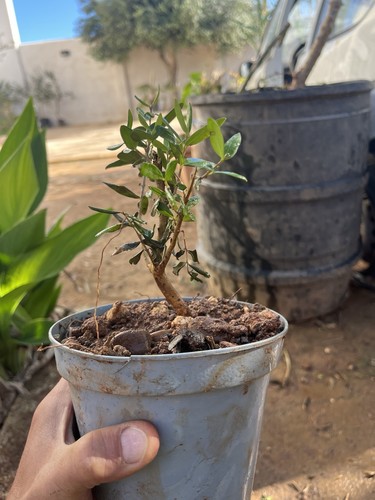 Bonsai olivastro pianta - bonsai, .pianta