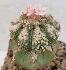Aztekium ritteri 