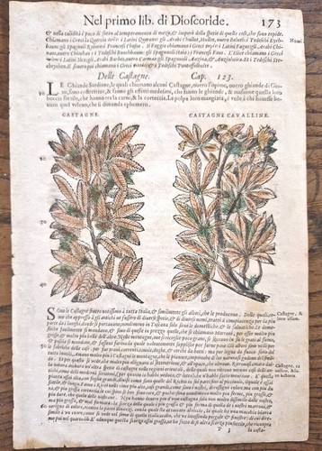Castagne mattioli xilografia - castagne,