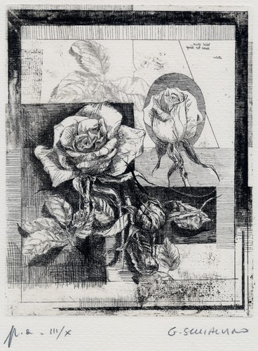 Schialvino gianfranco rose - "rose,
