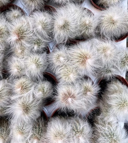 Espostoa nana 10000 seeds - -,