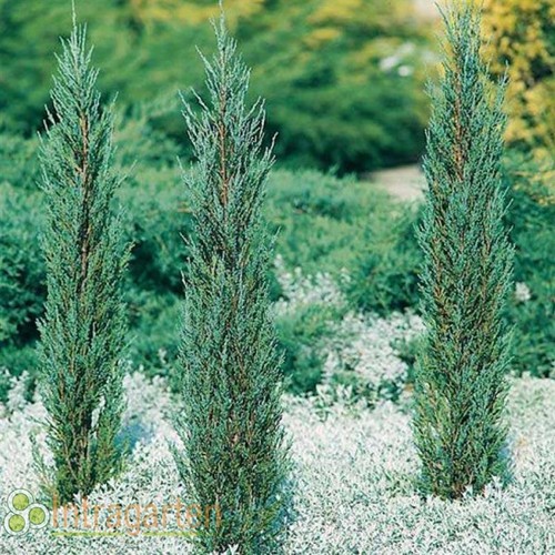 Ginepro razzo blu juniperuns - ginepro,