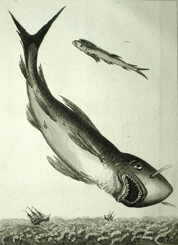 Squalo pesce remora in - e, il