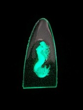 Truss Rod Cover for PRS SE
