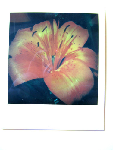 Araki polaroid originale - polaroid,