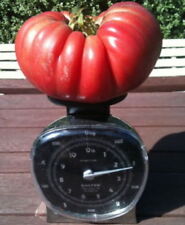 40 SEMI POMODORO GIGANTE " 