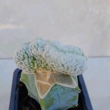 RARE Mammillaria Herrerae var