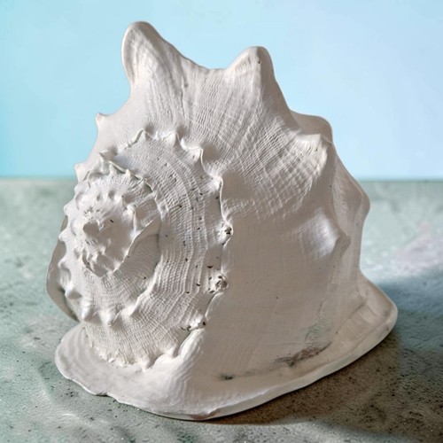 Cassis cornuta 24cm seashell - cassis,