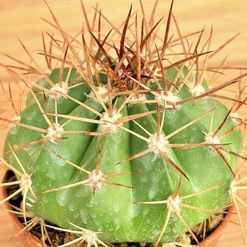 Melocactus pachyacanthus - ,