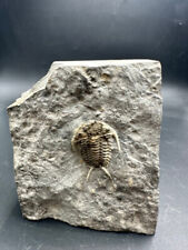Fossil trilobite – Cerarus pleurexanthemus – Ontario – rare Silurian specimen
