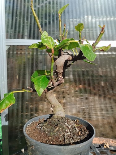 Bonsai fico higuera - fico,,