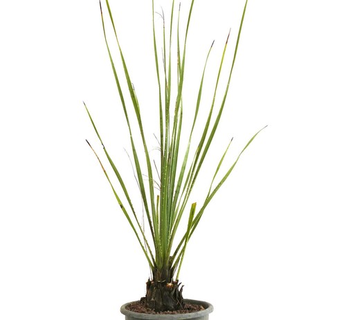 Dasylirion wheeleri selected - wheeleri,